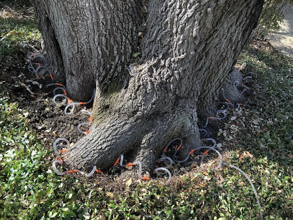 Detailed Tree Cabling and Bracing job site in Moore Haven